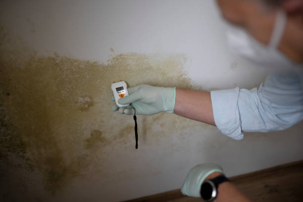 Best Mold Damage Restoration  in Chetek, WI